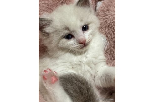 販売中の三重県のラグドール-117219の4枚目
